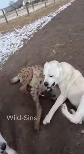 Dogs saved their owner from hyenas attack ! #wildlife