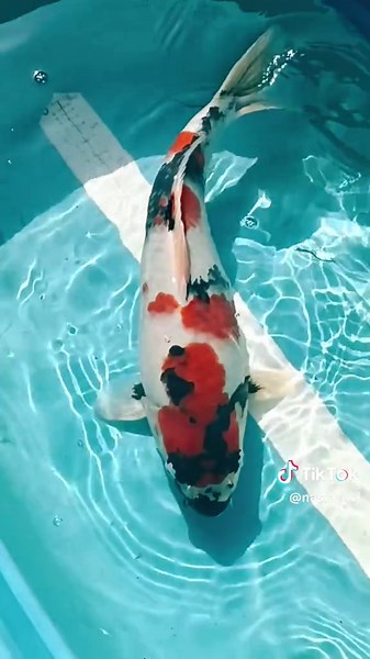 start 39cm ke 46cm dalam 1bulan 5hari..Alhamdulillah...trpantau sehat..aman..smoga sesuai harapan..🥰 #showa #akf #nastakoi #kediri #koifish #indonesia