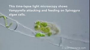 22K views · 222 reactions | ⚠️ Vampire Amoeba Eating Spirogyra ⁠: ⁠...