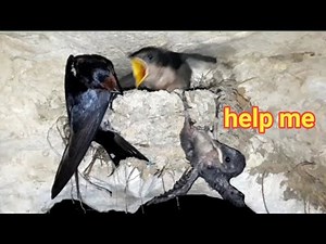 a baby bird defecating has fallen from the nest