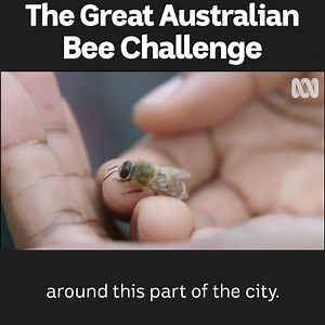 260K views · 216 reactions | Honey bee sex is an acrobatic group event. Very useful for scientists looking to collect data! | ABC Science | Facebook