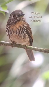 White-whiskered Puffbird (Malacoptila panamensis) spotted by our Canopy Family guide Eric Rodríguez (@ericdavidrod) with visitors staying at the Canopy Lodge, thanks to our @swarovskioptik_birding top-of-the-line scope! The White-whiskered Puffbird’s range extends from southeastern Mexico through Central America (excluding El Salvador), down into Colombia, Ecuador, and Peru. To identify, notice its streak underpants and conspicuous white whiskers around its bill, which are actually tufts of feat