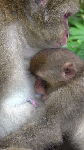 どっちが美味しい ? 子猿の授乳タイム
