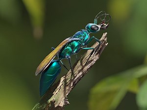 The Rookies - Chlorion lobatum, by fabiennescherer