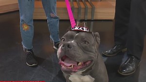 Furever Friday-Delilah needs a home