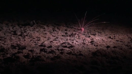 8.5K views · 43 reactions | A landmark report into how deep sea mining could affect biodiversity on the sea floor has found that almost 40% of creatures in the immediate seabed area were lost in the tracks of mining machines. At the moment there is no international agreement to allow deep sea mining - but earlier this year President Trump signed an Executive Order to speed up licenses for companies to start the process. | Channel 4 News | Facebook