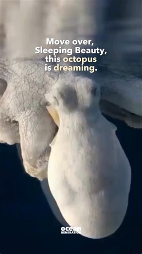 Have you ever seen an octopus dream? Wait - can an octopus...