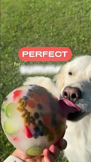 My Dog's Summer Boredom Buster Cost Me Almost Nothing