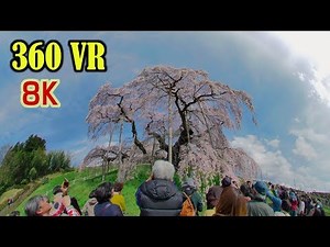 [ 8K 360 VR ] ヴァーチャルツアー:VRツアー 桜旅 Virtual Tour:Cherry Blossoms in JAPAN
