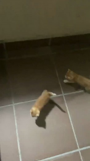 1.5K views · 8 comments | Kitties need urgent foster care. Kindly...