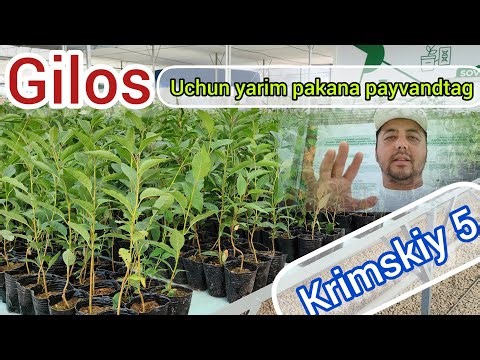 Gilos uchun yarim pakana Krimskiy 5 payvandtagi. Issiqxonada Gilos yetishtirsa bo'ladimi. #gilos