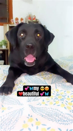 cute 🥰 labrador #youtubeshorts #labrador #comedyshorts #shortsfeed #ytshorts #funnydog #cute #pets