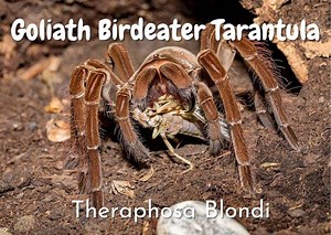 Goliath Birdeater Tarantula | Theraphosa Blondi Care Guide - The Pet Savvy