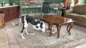 Funny Howling Great Dane Loves To Chase His Toys