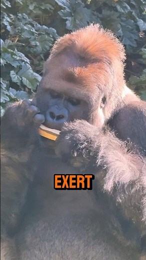 You Won’t Believe How Strong a Gorilla’s Grip Really Is! #gorillas #silverback