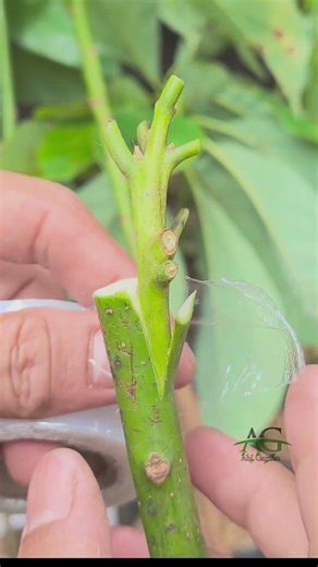 Propagating avocado seedling using grafting technique#grafting #avocadografting #graftingtechniques