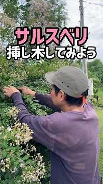 サルスベリを増やしたいと思ったので挿し木してみる #サルスベリ #百日紅 #挿し木