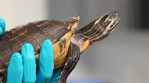 4K views · 262 reactions | Clearwater Marine Aquarium assisted the Alligator & Wildlife Discovery Center yesterday following a fire that devastated the facility. CMA recovered several turtles, terrapins, fish, and corals and brought them into our care. We are happy to have been able to provide assistance to the Center during these trying times. | Clearwater Marine Aquarium | Facebook