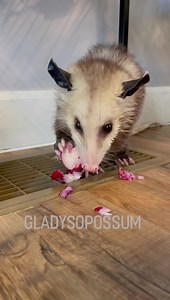 We are so proud of Beatrice! She has come so far with her eating habits 🍴 🥗 | Gladys the Opossum
