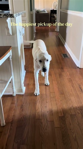 @remibuckandmom: Buck always gets the Mohawk when he barks 🤣 #dog #dogvideos