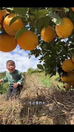 “Giant Pomelo on Tree 😲🍊 | World’s Biggest Citrus Fruit!” #GiantPomelo