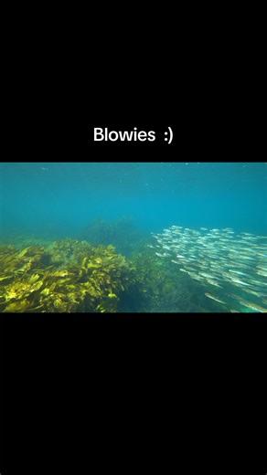 Snorkeling with blowies :P #snorkeling #australia #explore #seacreatures #ocean