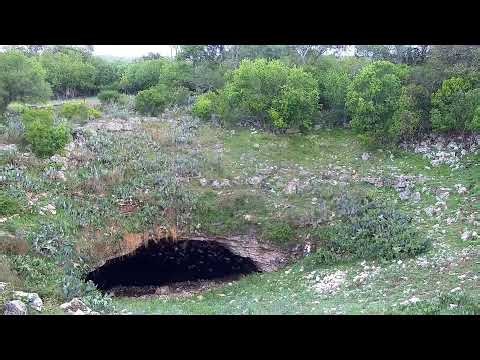 Live Bat Flight