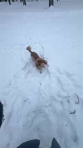 Jumping Cockerspaniel Enjoying Winter Snow