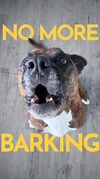 How to get a dog to stop barking at every little sound. (WITHOUT HAVING TO TELL THEM QUIET)