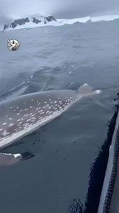 When instinct chooses the safest place. 🐧🚤😱 #penguin #wildlife #animalrescue #naturemoment #oceanlife #AI Generated using Kling AI . . . (For entertainment purposes only. Consult professionals if guidance on activities is presented. No brand affiliation is implied if any are shown. If inspired by true events, creative adaptations may be included. Content may include public footage.) | Today story