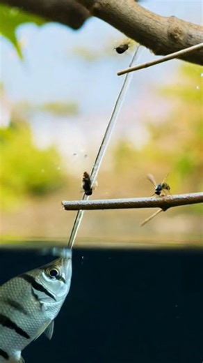 The Deadly Fish That Shoots Its Prey! 😳