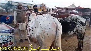 31K views · 2K reactions | ملتان منڈی آج مال بہت شارٹ تھا ریٹ اوپر تھے | Global Village Farming | Facebook
