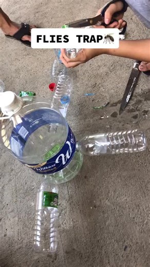 Effective DIY Fly Trap: Get Rid of Flies Naturally!