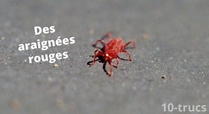 Remède de grand-mère contre les araignées rouges