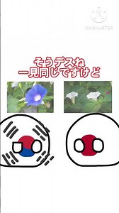 【ブラックジョーク】朝鮮朝顔と朝鮮民主主義