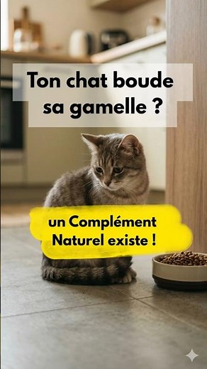 Ton chat ne mange plus 🙀 ? Teste ça🌱 ! #appétitchat #chat