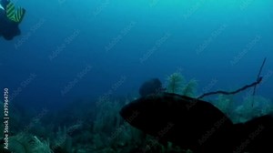 Grouper fish grouper near people diver in underwater Caribbean Sea. Concept of diversity of fish species and marine, inhabitants in tropical life of underwater wildlife, wild nature of sea lagoon.