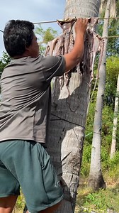 Dried octopus | Aicel Espinosa