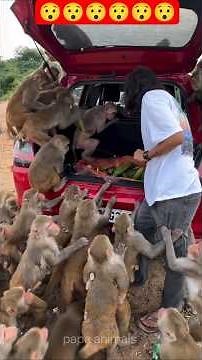 Ultimate Funny Animals Compilation 2026...#animalshorts#animallife #funnyanimals#entertaininganimals