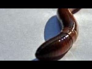 Worm! Fun worm video educational Worm video for kids learn about Worms