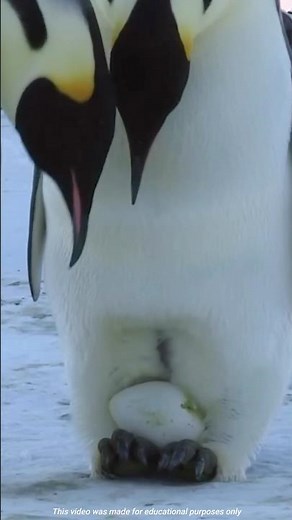 Facts about Emperor Penguin 🐧 || Mr. Sujay