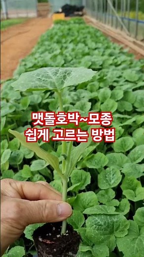 맷돌호박 모종 쉽게 아는방법/#참샘골호박농원 #맷돌호박 #땅콩호박 #국수호박 #만차랑단호박 #호박모종