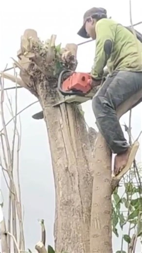 lumberjack skill Woodworking project tree logging Techniques #shortvideo #chainsaw #cuttingskills