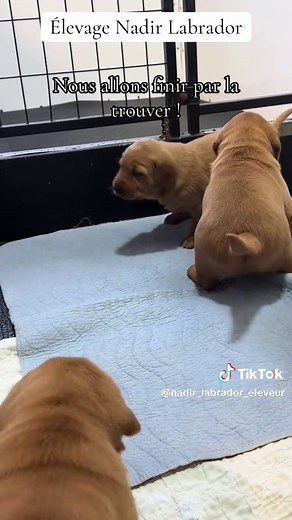 Chiots Labrador à la recherche de leur maman