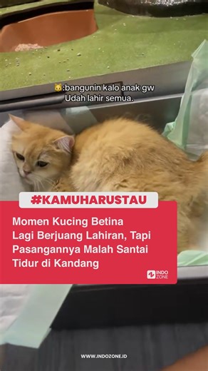 INDOZONE - #KAMUHARUSTAU on Instagram: "Seekor kucing betina terekam sedang susah payah untuk melahirkan anak-anaknya. Tetapi di sisi lain, ada pasangannya yang santai banget tidur dengan posisi kepala nempel di kaca. Padahal seharusnya ikut begadang ya buat pantau proses lahiran, tapi malah tidur tanpa merasa khawatir. Ya walau tidurnya di kandang, tapi menurut kalian ini bentuk tanggung jawab terhadap pasangan gak guys?🤔 Video: TikTok/gembalapersia [Baca berita dan informasi menarik la