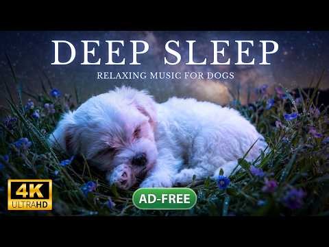Maltese Relaxing Music 🌙 1 HOUR Dog Sleep Music for Night Anxiety & Deep Sleep ✨