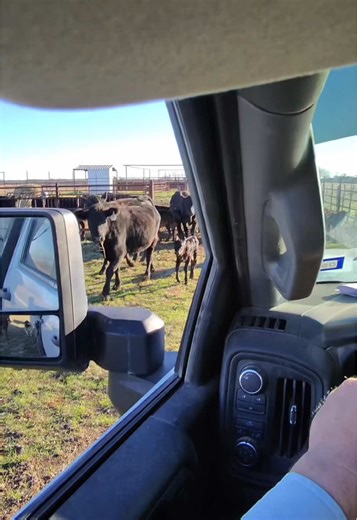 Exploring Ranch Life Through Ray-Ban Meta Shades