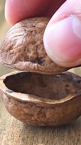 518K views · 8.2K reactions | Not Just a Walnut — It’s a Secret Camera I Created! #HiddenCamera #WirelessCamera #MiniCamera #TinyTech #HiddenCameraBuild #DIY #DIYProjects #PenguinDIY #Penguin #ElectronicsProject #WalnutProject #HowToMake #DIYHiddenCamera | Cybersecurity by CyberKid | Facebook