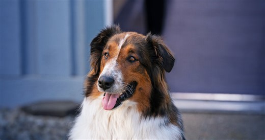 Watch Rescued by Ruby | Netflix Official Site