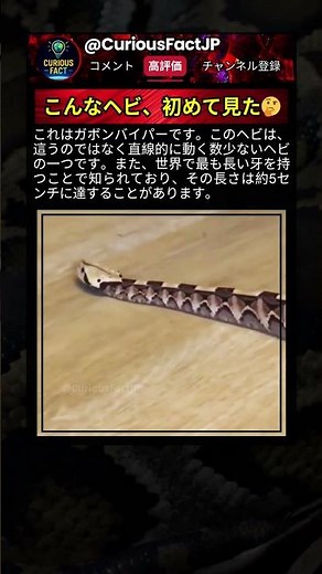 ヘビはもともと怖いのに…この長さの牙はさすがに無理